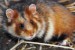 hamster.jpg